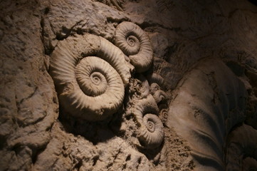 Walls with embedded ammonite fossils