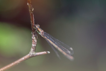 liebelle weidenjungfer dragonfly feenwald