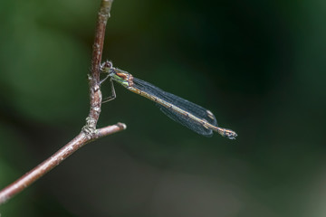 liebelle weidenjungfer dragonfly feenwald