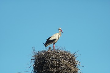 Stork isolated on whiteStork stands in a nest of folded small wooden twigs