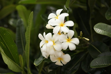 Plumeria_2