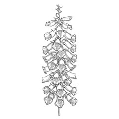 Stem of outline toxic Digitalis purpurea or foxglove flower bunch with bud in black isolated on white background. © bokasana