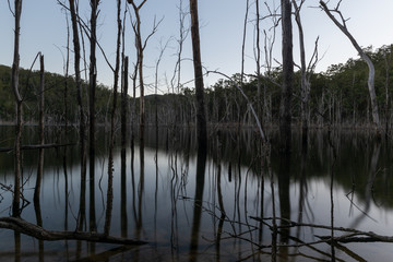 Dead trees reflecting on water during sunset over Advancedtown Lake, Queensland, Australia