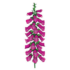 Stem of outline toxic Digitalis purpurea or foxglove flower bunch in purple with bud isolated on white background.  © bokasana