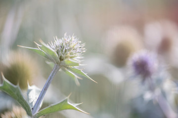 Distel Edeldistel Sand Strand Ostsee