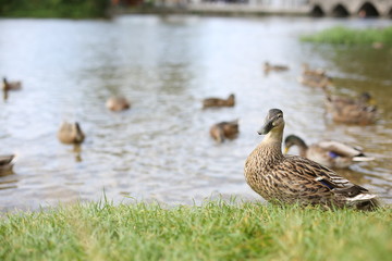 Smug faced duck on river bank