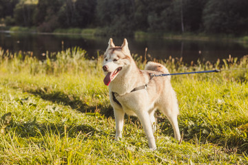 Young husky dog for a walk in the park in autumn. Husky breed. Light fluffy dog. Walk with the dog. Dog on a leash. A pet