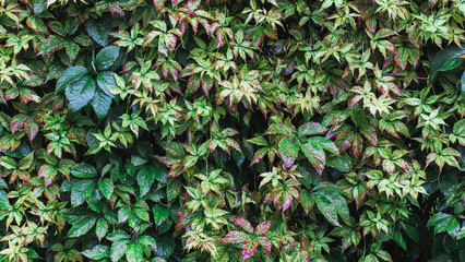 nature of the far East in the rain