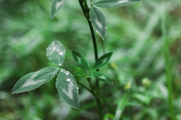 nature of the far East in the rain
