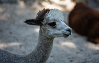 Obraz premium Alpaka