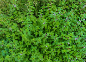 Meadow with blooming Blue Salvia herbal flowers. Blue Salvia is plant in the mint family