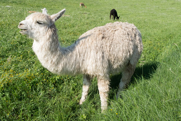 Lama