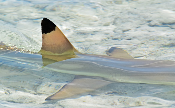 Aileron de requin au lagon bleu, Rangiroa, Polyn&eacute;sie Fran&ccedil;aise