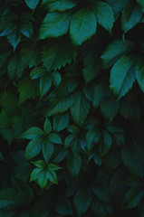 Background from leaves of wild grapes.