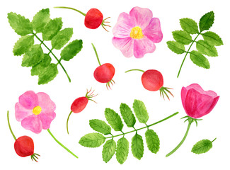 Watercolor leaves, flowers and rose hip berries set. Hand drawn floral illustration isolated on white background for decoration, design, scrapbookong, print, cards