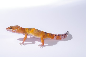 게코. 도마뱀.애완용. 애완용도마뱀.