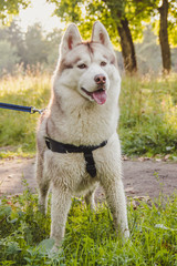 Young husky dog for a walk in the park in autumn. Husky breed. Light fluffy dog. Walk with the dog. Dog on a leash. A pet