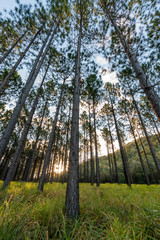 Fototapeta premium The sun sets as it shines through a pine forest in the Glass House Mountains, Queensland, Australia.