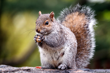 Squirrel portrait
