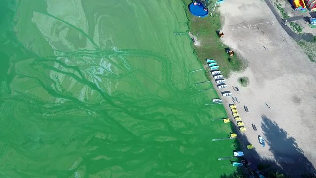 Standing calm water of the lake bloomed in summer. Algae bloom from the heat in the water. The water turned bright green, lime color from the algae in the lake. Green algae on the surface of the water