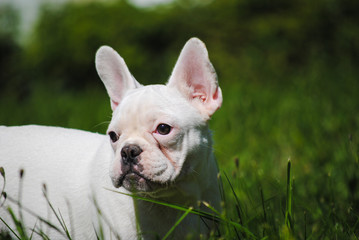 White French bulldog on green grass