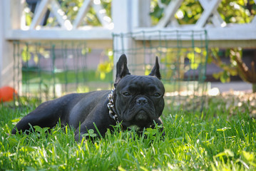 Black French bulldog on green grass