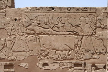 Ancient Egyptian hieroglyphs at luxor temple