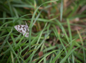 Schachbrettfalter / Edelfalter