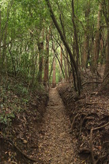 path in the forest