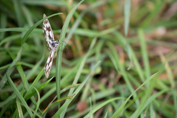 Schachbrettfalter / Edelfalter