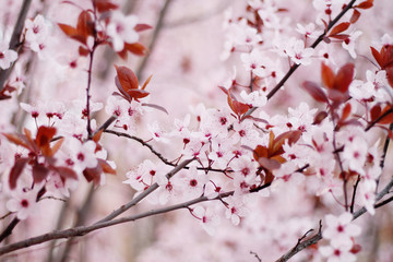 Spring Pink Cherry Blossom Flowers