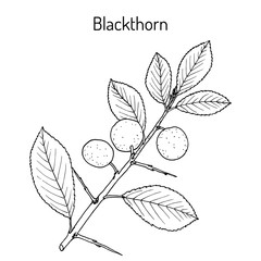 Blackthorn Prunus spinosa , or sloe, edible and medicinal plant