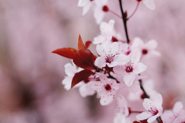 Pink Cherry Blossom Flowers in Spring