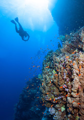 Naklejka na ściany i meble Group of Scuba Divers swim over a coral reef . 