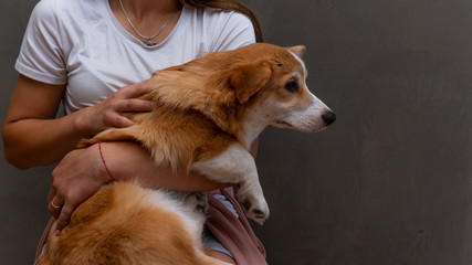 The young woman is sitting in the flat with little dog on her hand. Cute corgi Pembroke puppy on its owners hands