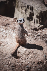 Erdmännchen stehend