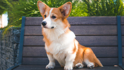 Portrait of a Cute Puppy Corgi Pembroke on the bench in the park. Happy Corgi dog