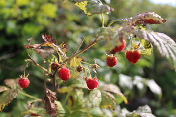 raspberries in the forest