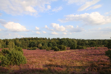 Kr&auml;ftiges Lila in der bl&uuml;henden L&uuml;neburger Heide