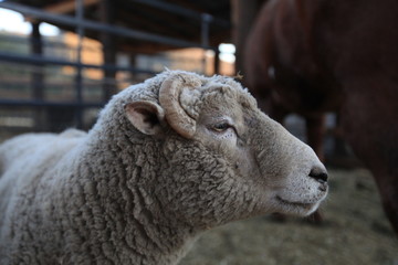 portrait of a sheep