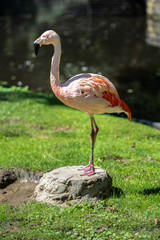 Flamingo Total