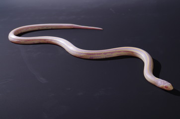 뱀.애완용. 애완용뱀. 파충류. 