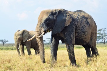 Fototapeta na wymiar Imponente elefante posando ante nuestras miradas