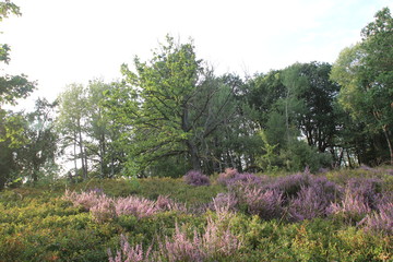 Kräftiges Lila in der blühenden Lüneburger Heide