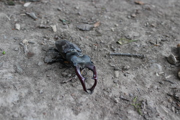 Stag beetle