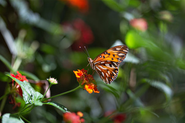 butterfly on flower