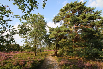 Wunderschöne weiße Sandwege in der blühenden Heidelandschaft