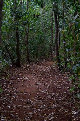 path in the forest