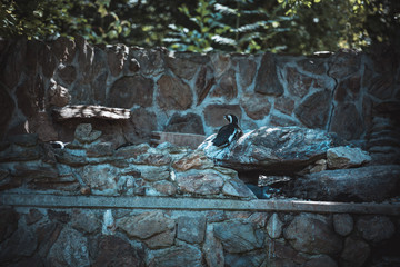Fototapeta premium Pinguin