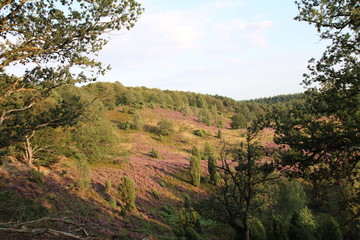 Blühende Heidefläche am Totengrund in de Lüneburger Heide 